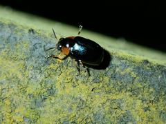 Aetheomorpha coerulea