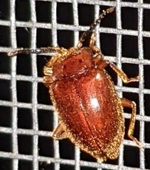 Epipocinae