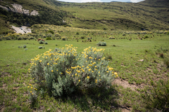 Helichrysum splendidum