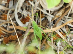 Acrometopa italica
