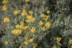 Helichrysum splendidum