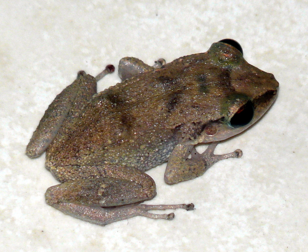 Jamaican Forest Frog