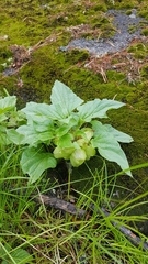 Physochlaina physaloides