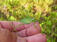 Acrometopa italica