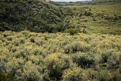 Helichrysum splendidum