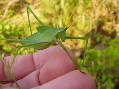 Acrometopa italica