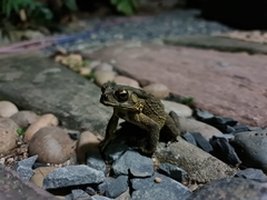 Duttaphrynus melanostictus