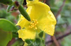 Hibbertia crinita