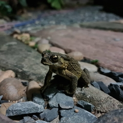 Duttaphrynus melanostictus