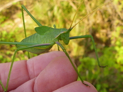 Acrometopa italica