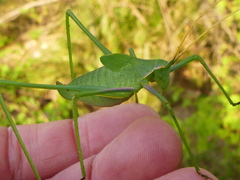 Acrometopa italica