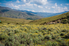 Helichrysum splendidum