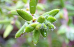 Hibbertia crinita