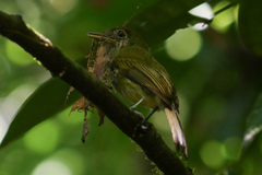 Rhynchocyclus brevirostris