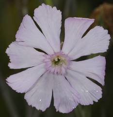 Silene rigens