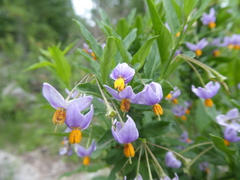 Solanum valdiviense