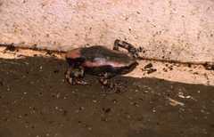 Phrynomantis bifasciatus