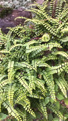 Asplenium trichomanes