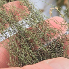 Bilimbia sabuletorum