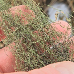 Bilimbia sabuletorum