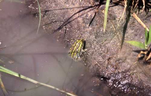 Pyxicephalus edulis