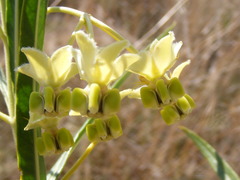 Gomphocarpus fruticosus fruticosus