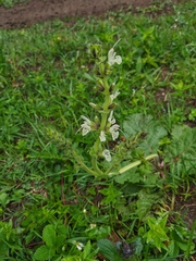 Salvia austriaca