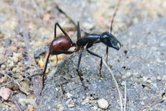Dinomyrmex gigas
