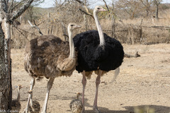 Struthio molybdophanes