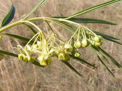 Gomphocarpus fruticosus fruticosus