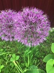 Allium aflatunense