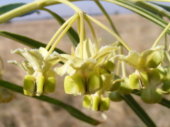 Gomphocarpus fruticosus fruticosus
