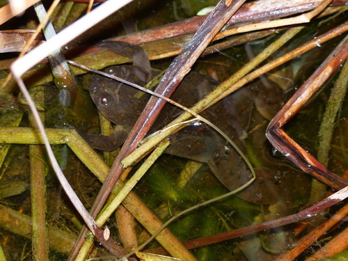 Xenopus laevis