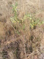 Gomphocarpus fruticosus fruticosus