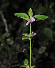 Justiciinae