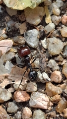 Messor barbarus