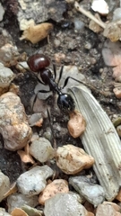 Messor barbarus