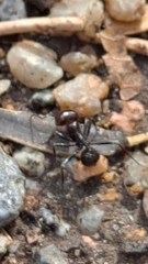 Messor barbarus