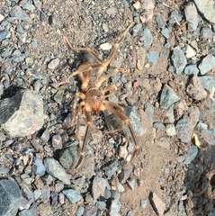 Galeodidae