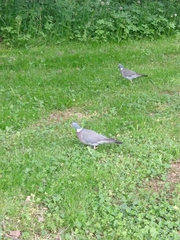 Columba palumbus