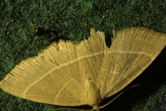 Trisateles emortualis