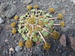 Pozoa coriacea