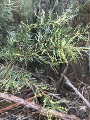Acacia riceana
