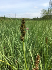 Carex vulpina