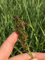 Carex vulpina