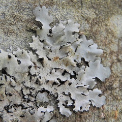 Parmotrema gardneri