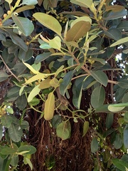 Ficus