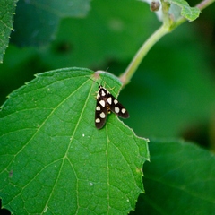 Thyrosticta minuta