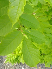 Fraxinus mandshurica