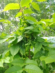 Fraxinus mandshurica